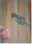 humming bird 2