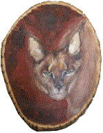 caracal